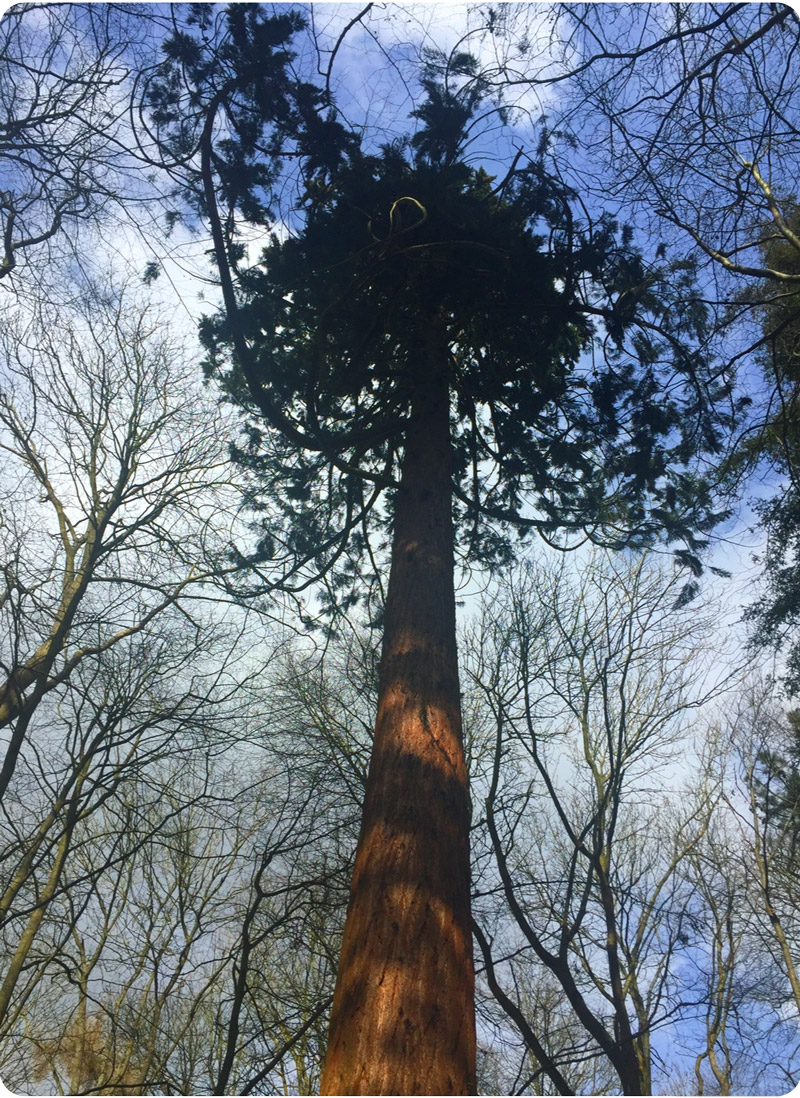 Welcome to Peaceful Place